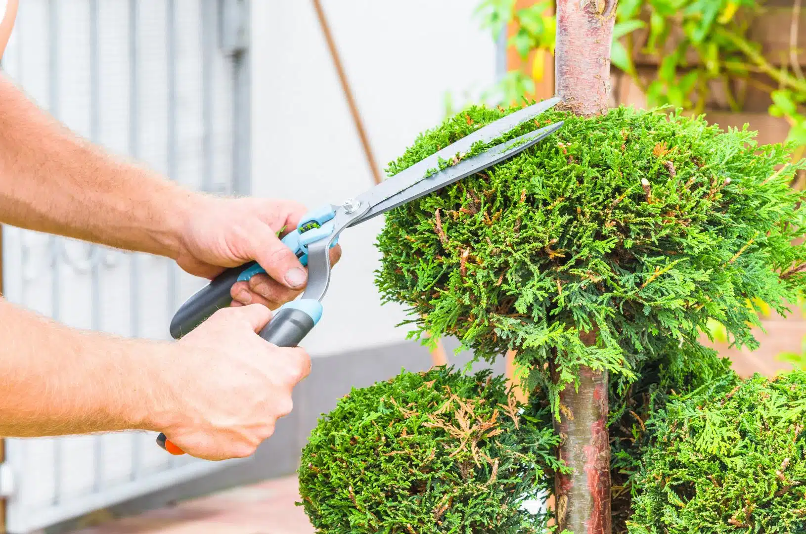 5 plantes médicinales à faire planter dans son jardin